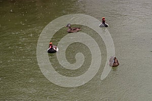 Trio of Red-Crested Pochard Ducks on Tranquil Waters