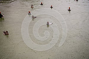 Trio of Red-Crested Pochard Ducks on Tranquil Waters