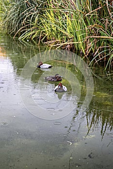 Trio of Red-Crested Pochard Ducks on Tranquil Waters