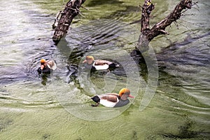 Trio of Red-Crested Pochard Ducks on Tranquil Waters
