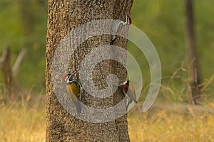 Three Black-Rumped Flameback Woodpeckers photo