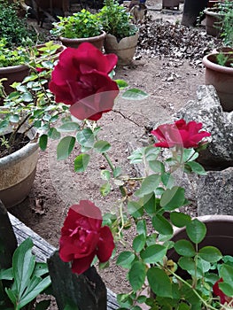 Trio of red Roses