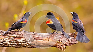 Trio of Red-Winged Blackbird males pose on tree limb