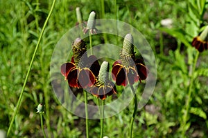 Trio of Red and Yellow in field meadow masthead footer text area horizontal