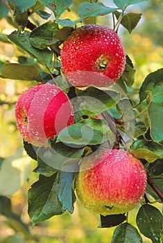 A trio of ripening apples offer a tasty treat.
