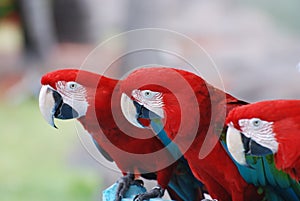 Trio of Scarlet Macaws on a Perch