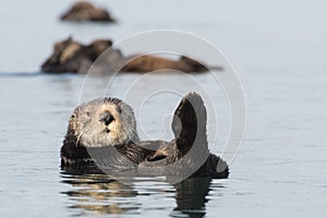 Trio of sea otters Morro Bay, California