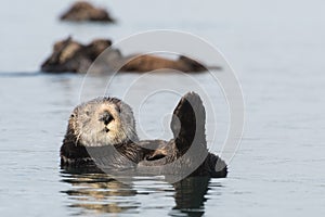 Trio of sea otters Morro Bay, California photo