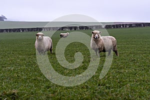 Trio of sheep in large field in rural setting