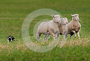 Trio of Sheep Led over Hill by Stock Dog photo
