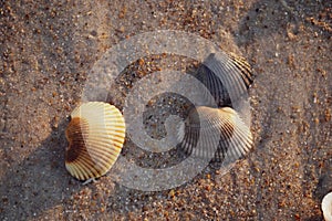 Three sea shells in sunrise beach sand