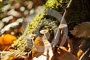 Trio of small mushrooms on a dead frothy tree in autumn woods
