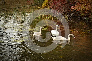 A Trio of Swans on the Pond
