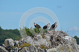 Trio of Three Ospreys Perched on a Nest