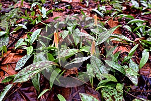 A trio of trout lily flowers with spotted leaves emerging in a spring forest.