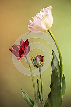 Trio of tulip flowers on abstract sunrise background