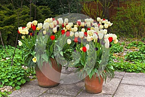 A trio of tulip planters in springtime.