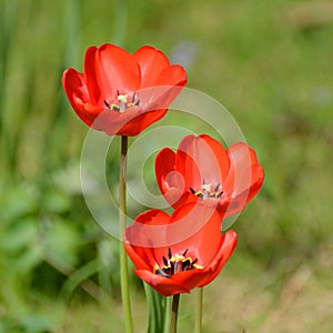 Trio of tulips