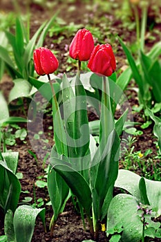 Trio tulips in drops after rain in springtime