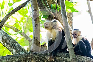 Trio of white faced capuchins