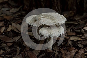 Trio white mushroom fungi toadstools in garden bed of brown leaves