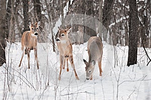 Trio of White-Tailed Deer in Snowy Woods