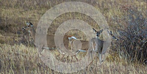 Trio of whitetai deer in Montana