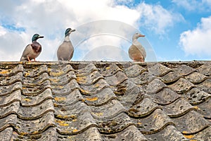 Trio of wild ducks, two mallards and one female white duck.