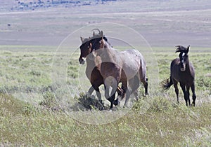 Trio of wild horses in Utah