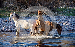 Trio of wild mares playing in the salt river