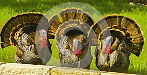 Wild Turkey Gobblers display their beauty during spring mating season photo