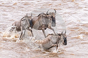 Trio of Wildebeest jumping midstream in the Mara River, Serengeti, Tanzania