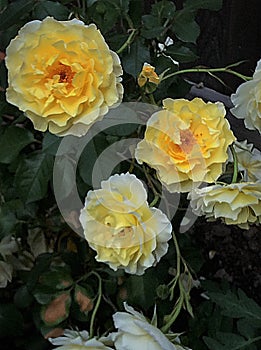 A trio of yellow roses