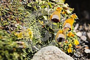 Trio of yellow white and black flowers on moss photo