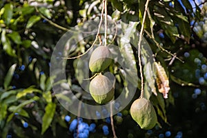 Trio of young mangos