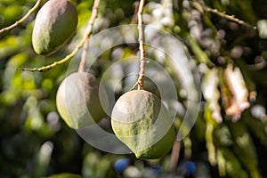 Trio of young mangos