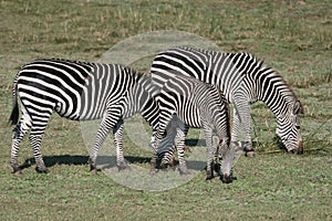 Trio Of Zebra