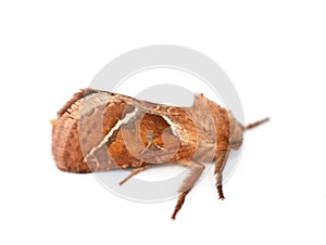 Triodia sylvina orange swift moth