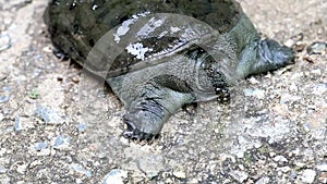 Trionyx cortilageneus on cement