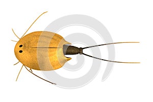 Triops cancriformis