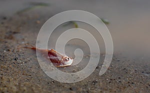 Triops