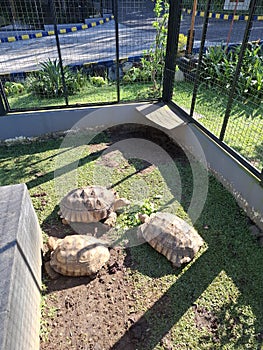 Trios sulcata tortoise animal feed