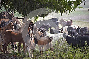 Trip of goats feasting on leaves