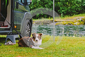 Trip with pet. Happy Brown Dog Border Collie travel by car. Border Collie dog sitting near car camping on grass near mountain