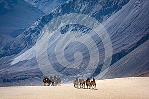 Trip in the sand dunes of Nubra Valley, Ladakh