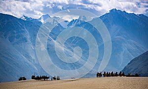 Trip in the sand dunes of Nubra Valley, Ladakh