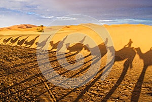 Trip to the interior of the desert in Morocco