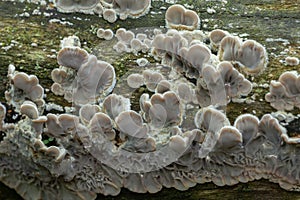 Tripe fungus, Auricularia mesenterica growing on wood