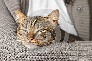 Triped well-groomed cat lies on a hand