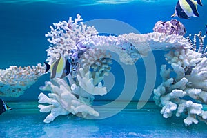 Tripical fishes and white coral photo